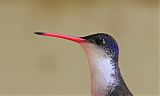 Violet-crowned Hummingbird